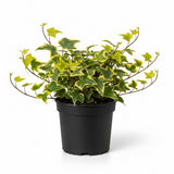 Gold Child English Ivy Live Plants in 4” Inch Pot | Hardy Gold Child English Ivy Indoor Plant for Fresh Home Greenery | Low-Maintenance English Ivy Houseplant Ideal for Home Décor