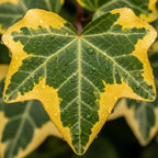 Gold Child English Ivy Indoor Plant in 4” Inch Pot | Fast-Growing Live English Ivy Plant for Indoor Décor | Classic Gold Child English Ivy Houseplant for Hanging Pots & Indoor Landscaping