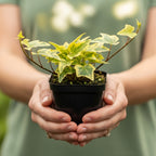 Gold Child English Ivy Indoor Plant in 4” Inch Pot | Fast-Growing Live English Ivy Plant for Indoor Décor | Classic Gold Child English Ivy Houseplant for Hanging Pots & Indoor Landscaping