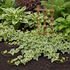 Gold Child English Ivy Indoor Plant in 4” Inch Pot | Fast-Growing Live English Ivy Plant for Indoor Décor | Classic Gold Child English Ivy Houseplant for Hanging Pots & Indoor Landscaping