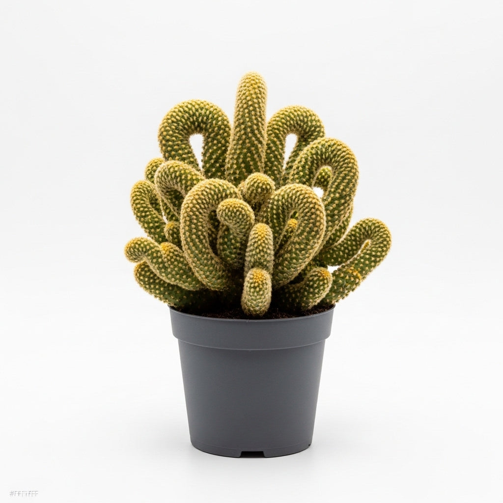 Golden Brain Cactus Trees in 3.5" Inch Pots for Planting | Rare & Unique Live Cactus Plants | Suitable for Indoor & Office Displays