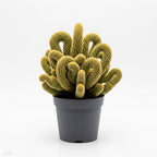 Golden Brain Cactus Trees in 3.5" Inch Pots for Planting | Rare & Unique Live Cactus Plants | Suitable for Indoor & Office Displays