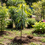 (No Ship to CA, HI, AK) Grafted NAM Doc Mai Yellow Mango Plant 2.5–3 Ft | Live Mango Fruit Tree | Fast-Growing Tropical Variety for Outdoor Growing & Container Gardening