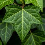 Green English Ivy Live Plant in 4” Inch Pot | Classic English Ivy Indoor Plant with Green Foliage | Easy-Care Trailing Houseplant for Shelves, Desks, Hanging Baskets & Home Décor