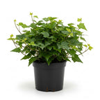 Green English Ivy Indoor Plant in 4 Inch Pot | Fast-Growing English Ivy Live Plant for Fresh Indoor Greenery | Low-Maintenance Trailing Houseplant for Windowsills, Shelves & Hanging Displays
