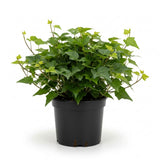 Green English Ivy Indoor Plant in 4 Inch Pot | Fast-Growing English Ivy Live Plant for Fresh Indoor Greenery | Low-Maintenance Trailing Houseplant for Windowsills, Shelves & Hanging Displays