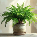 10 Ostrich Ferns Live Plants Outdoor, Well-Rooted Rhizome Starters, Cold-Hardy Shade Plant for Home Landscapes and Large Pots