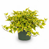 Gold English Ivy Live in 6 Inch Pot for Planting | Real English Ivy Live Plant | Trailing Plant & Climbing Vine | Easy Care House Plant | Real English Ivy Plants for Indoor & Outdoor Spaces
