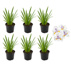 Iris Plants Live, 4-8" Tall African White Iris Plant, Fast Growing, Elegant White Flowers, for Walkway Borders and Patio Pots