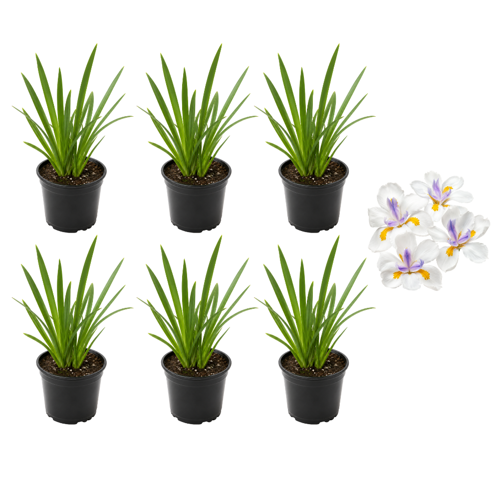 Iris Plants Live, 4-8" Tall African White Iris Plant, Fast Growing, Elegant White Flowers, for Walkway Borders and Patio Pots