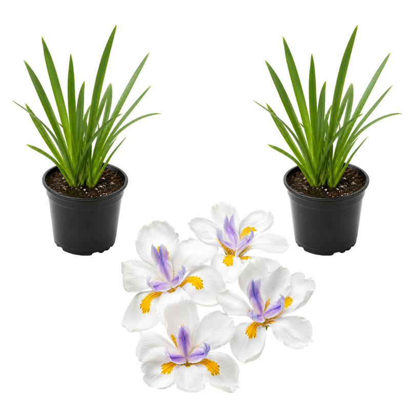 2 Live African White Iris Plants, 4-8" Tall, Drought Tolerant Iris Plant Live, Dietes Iridioides, High-Yield, Suitable for Gardens & Landscaping