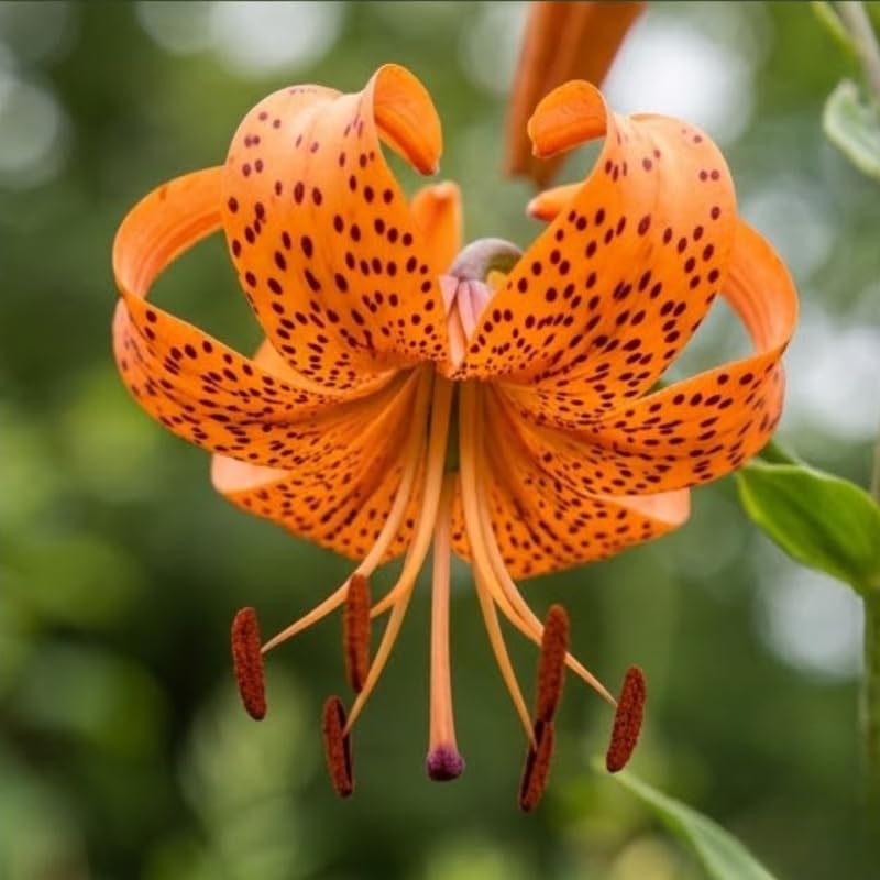10 Tiger Lily Bulbs, Well-Rooted Turk's Cap Lilium Superbum Bulbs, Vigorous Growth Habit with Showy Recurved Orange Flowers