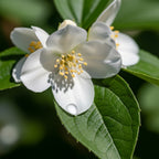Jasmine Plant Live in 4’’ Inch Pot - Maid of Orleans | Fragrant Jasmine Potted Plant Indoor | Jasmine Flower Plant for Home & Office Décor | Elegant White-Blooming Plant for Shelves, Desks