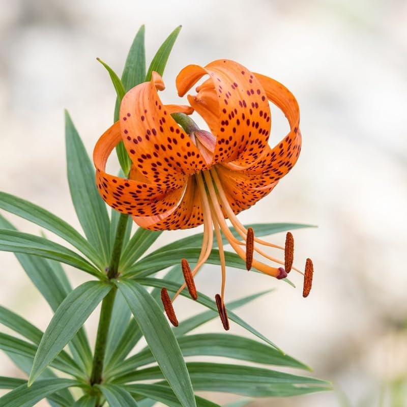 5 Tiger Lily Bulbs - Turk's Cap Lilium Superbum, Orange Flowering Perennial for Shady Garden Borders, Low Maintenance Native Flowering Perennial for Sun