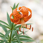 5 Tiger Lily Bulbs - Turk's Cap Lilium Superbum, Orange Flowering Perennial for Shady Garden Borders, Low Maintenance Native Flowering Perennial for Sun