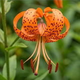 10 Tiger Lily Bulbs, Well-Rooted Turk's Cap Lilium Superbum Bulbs, Vigorous Growth Habit with Showy Recurved Orange Flowers