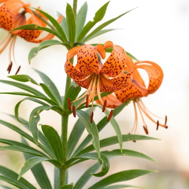 5 Tiger Lily Bulbs - Turk's Cap Lilium Superbum, Orange Flowering Perennial for Shady Garden Borders, Low Maintenance Native Flowering Perennial for Sun