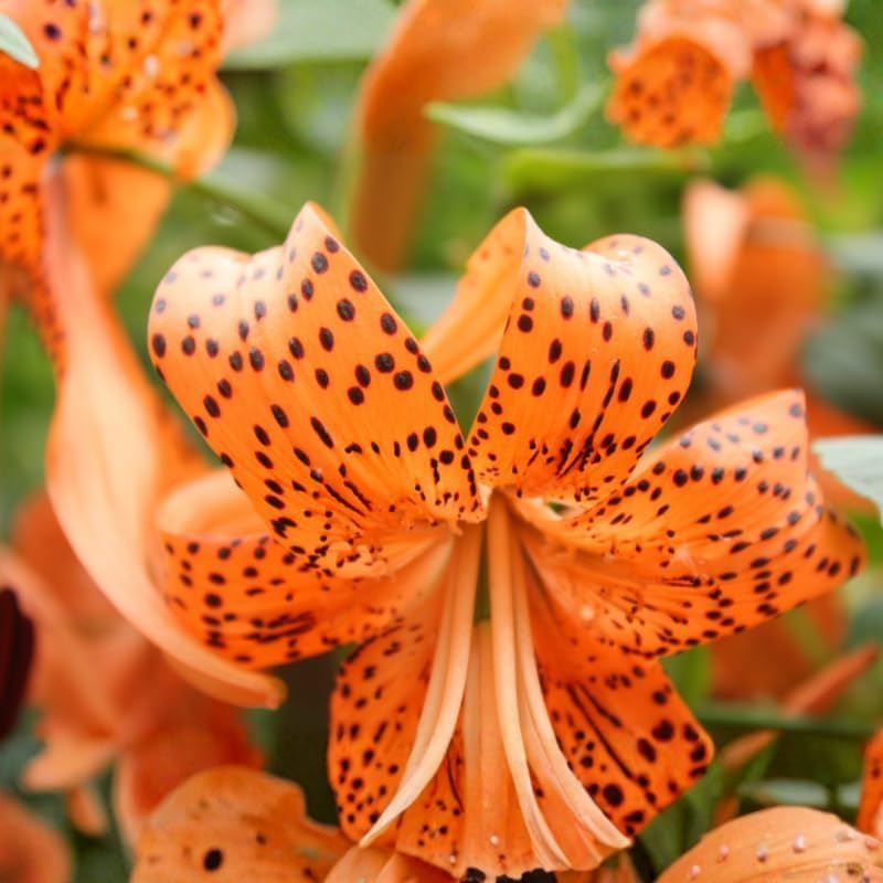 10 Tiger Lily Bulbs, Well-Rooted Turk's Cap Lilium Superbum Bulbs, Vigorous Growth Habit with Showy Recurved Orange Flowers