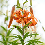 5 Tiger Lily Bulbs - Turk's Cap Lilium Superbum, Orange Flowering Perennial for Shady Garden Borders, Low Maintenance Native Flowering Perennial for Sun