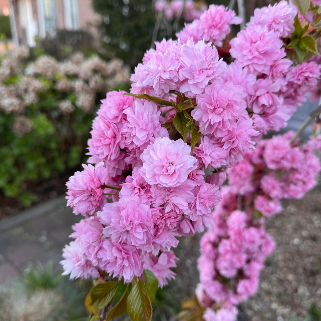 (No Ship to CA, HI, AK) Kwanzan Cherry Blossom Tree in Gallon Pot, 3 Ft Tall Japanese Cherry Blossom Tree, Hardy Ornamental Flowering Tree for Garden Borders, Pathways, and Front Yards