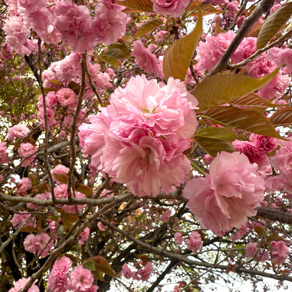 (No Ship to CA, HI, AK) Kwanzan Cherry Blossom Tree in Gallon Pot, 3 Ft Tall Japanese Cherry Blossom Tree, Hardy Ornamental Flowering Tree for Garden Borders, Pathways, and Front Yards