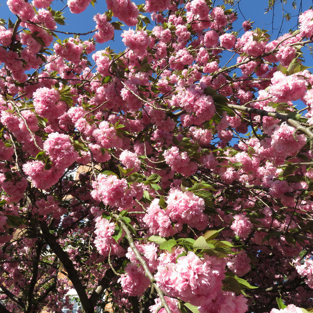(No Ship to CA, HI, AK) Kwanzan Cherry Blossom Tree in Gallon Pot, 3 Ft Tall Japanese Cherry Blossom Tree, Hardy Ornamental Flowering Tree for Garden Borders, Pathways, and Front Yards