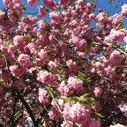 (No Ship to CA, HI, AK) Kwanzan Cherry Blossom Tree in Gallon Pot, 3 Ft Tall Japanese Cherry Blossom Tree, Hardy Ornamental Flowering Tree for Garden Borders, Pathways, and Front Yards