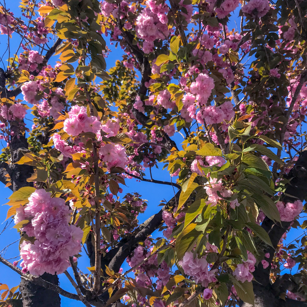 (No Ship to CA, HI, AK) Kwanzan Cherry Blossom Tree in Gallon Pot, 3 Ft Tall Japanese Cherry Blossom Tree, Hardy Ornamental Flowering Tree for Garden Borders, Pathways, and Front Yards