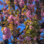 (No Ship to CA, HI, AK) Kwanzan Cherry Blossom Tree in Gallon Pot, 3 Ft Tall Japanese Cherry Blossom Tree, Hardy Ornamental Flowering Tree for Garden Borders, Pathways, and Front Yards