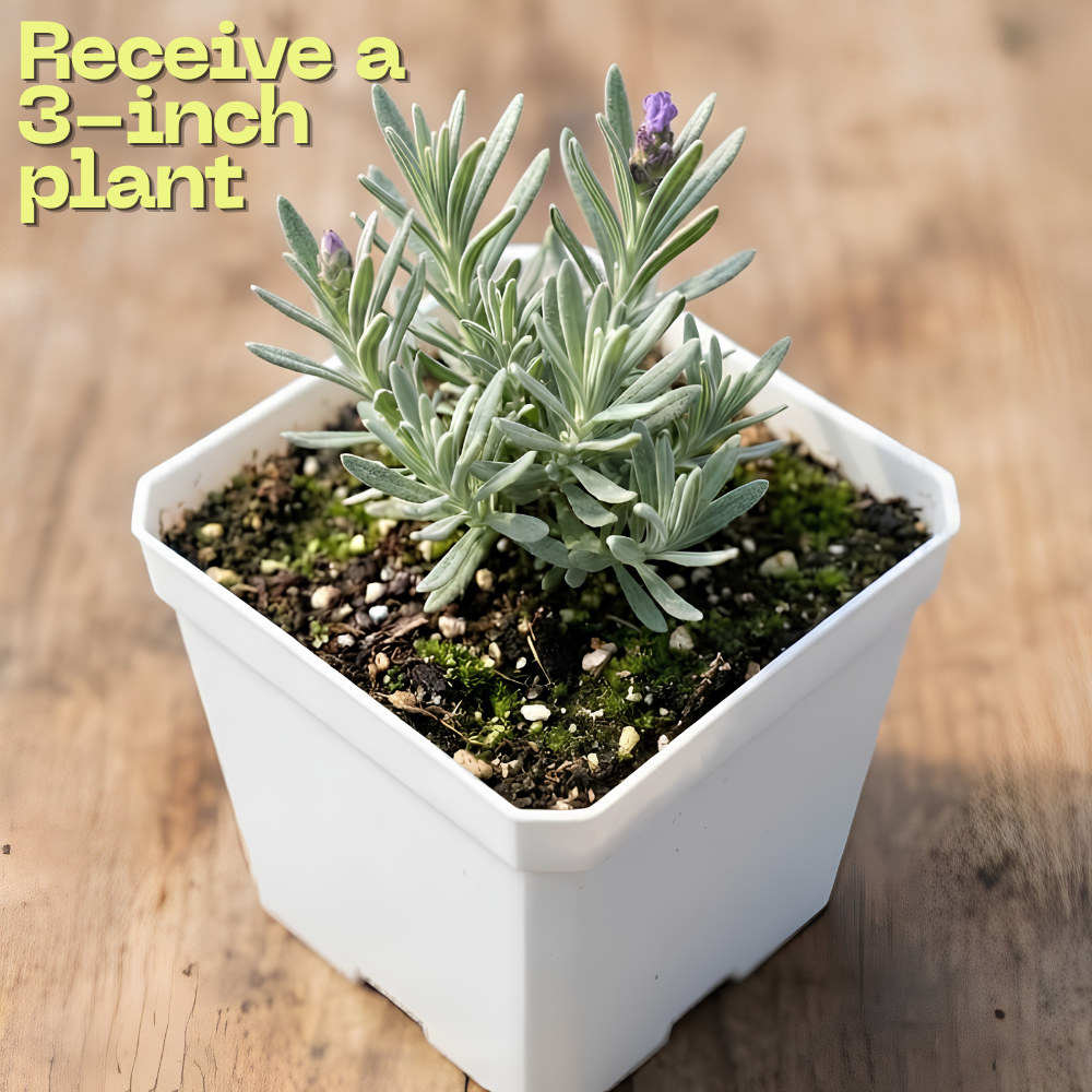 3 Spanish Lavender Plants Live, 3-Inch Pot, Established Lavandula Stoechas Flowering Plant, Compact Aromatic Foliage for Modern Landscape Design