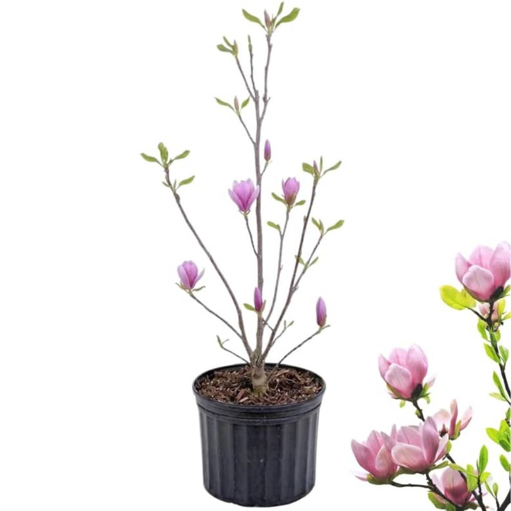 Star Magnolia Tree, 12-18 Inch Tall in 1 Gallon Pot, White Flowering Deciduous Shrub for Backyard and Garden Rows