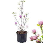 Star Magnolia Tree, 12-18 Inch Tall in 1 Gallon Pot, White Flowering Deciduous Shrub for Backyard and Garden Rows