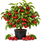 Cherry Tree – Stella Cherry, 2-3 Ft Tall in 3 Gal Container, Cold-Hardy Edible Fruit Tree for Large Pots and Landscapes (No Ship to CA, HI, AK)