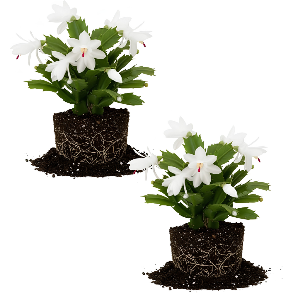 2 Orange Christmas Cactus Plant Live | 3 to 4 Inch Tall Indoor | Housewarming Friendship Gifts for Women Best Friend Presents for Mom Birthday Gift for New Home