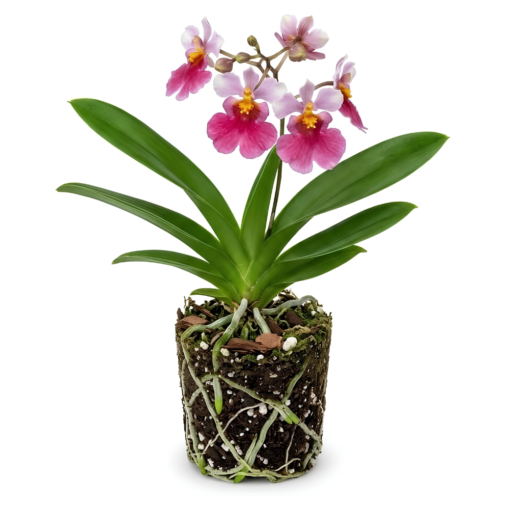 Oncidium Orchid Twinkle Live Plant, Fragrance Fantasy Oncidium Orchid Flower, Vibrant Blooming Houseplant for Indoor Decor, Home Office and Patio
