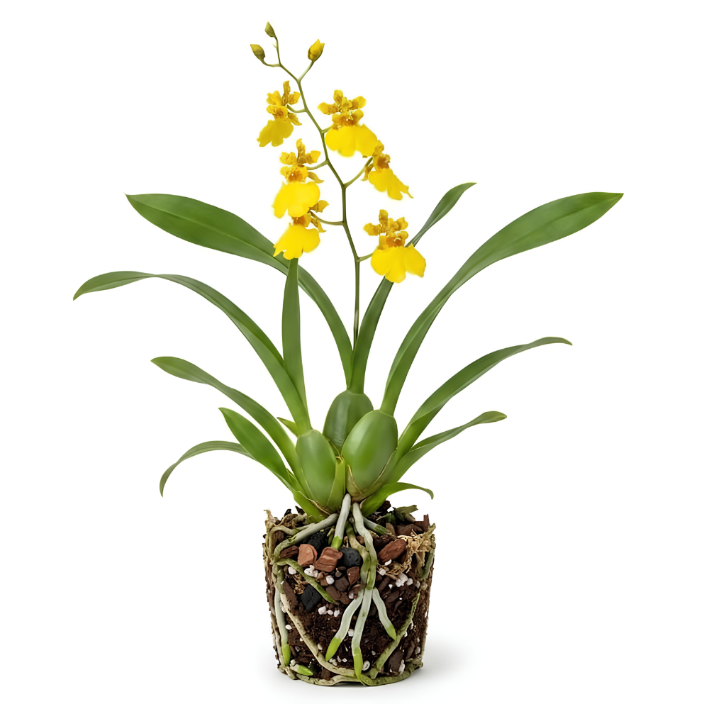 Oncidium Orchid Twinkle Live Plant, Fragrance Fantasy Oncidium Orchid Flower, Vibrant Blooming Houseplant for Indoor Decor, Home Office and Patio
