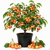 Cherry Tree Live Plants, Live Rainier Cherry, Well-Rooted 2-3 Foot Tall, 3 Gallon Size, High-Yield Sweet Cherry for Sunny Landscapes and Garden Rows (No Ship to CA, HI, AK)