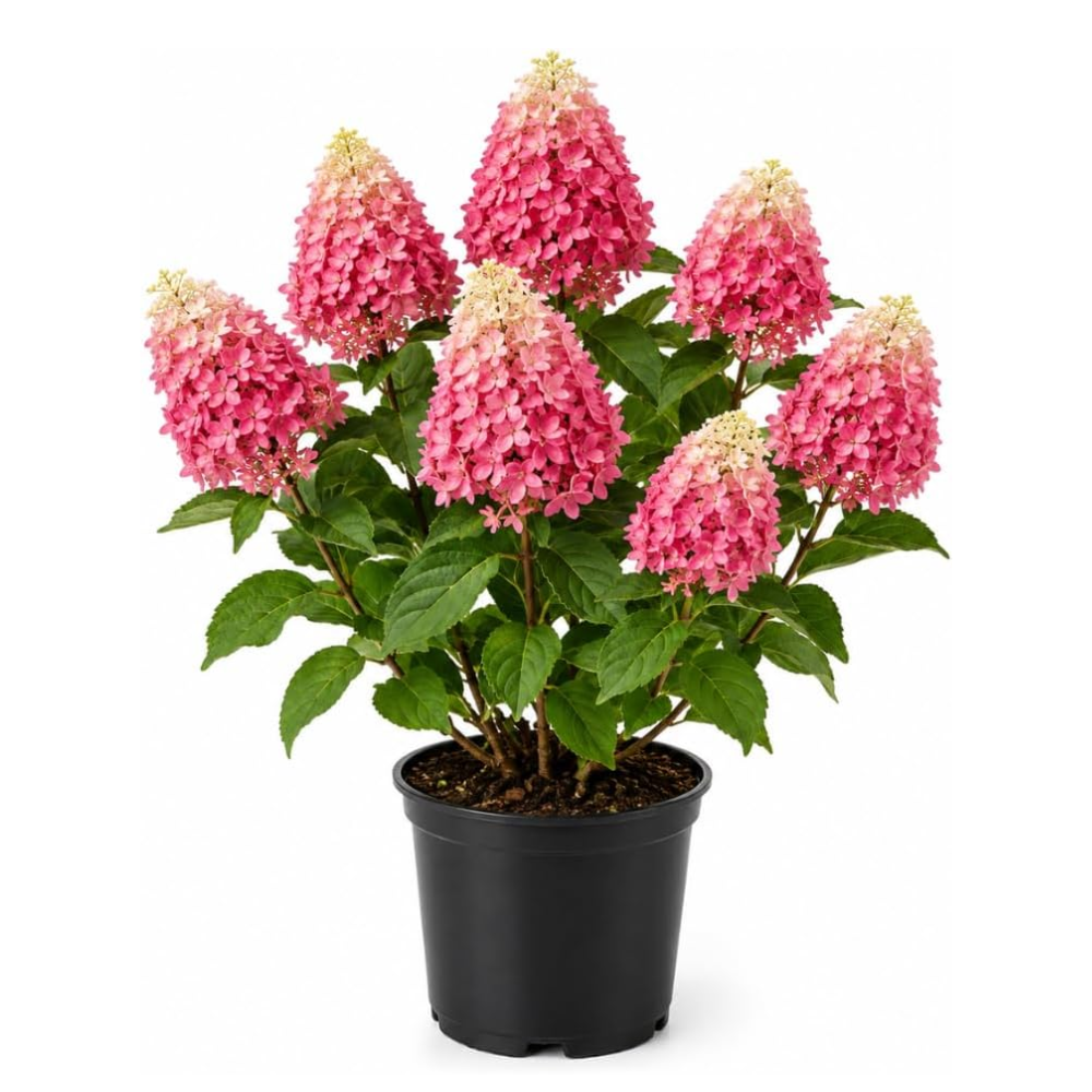 Limelight Hydrangea Tree Live Plant, 6-12" Tall in Quart Pot, Panicle Hydrangea for Planting, Grow Robust, Easy to Care Flowers for Landscapes