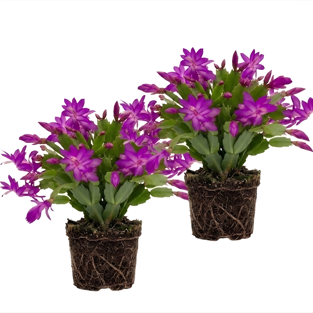 2 Orange Christmas Cactus Live Plant, 5-6 Inch Tall, Easy to Care Indoor Winter Houseplant for Office Desk and Patio Decor, Vigorous Live Holiday Plant