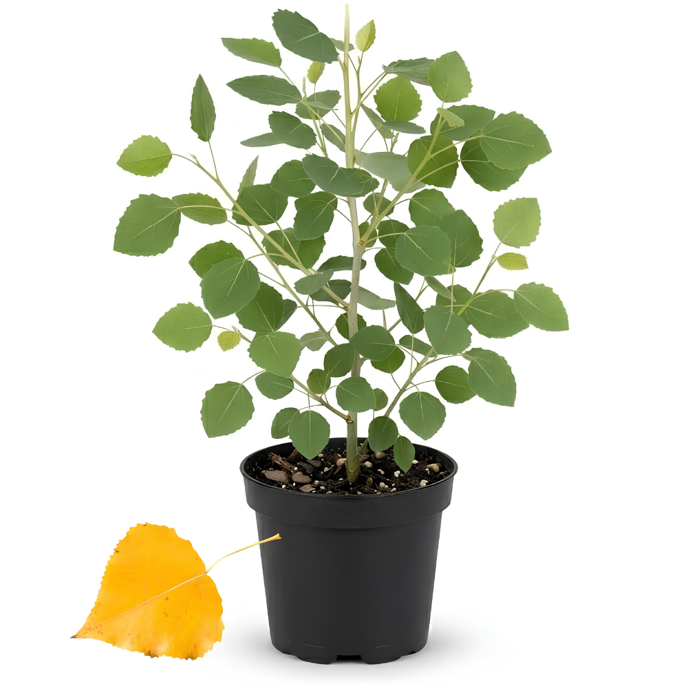 Quaking Aspen Tree, 4-6"" Tall Potted Tree Starter, Sturdy Cold-Hardy Plant with Golden Autumn Foliage & Trembling Leaves for Home Landscapes