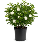 (No Ship to CA,HI,AK) Duke Jasmine Plant Live, 3 Gallon Pot, Low Maintenance Highly Fragrant Shrub for Homeowners, Sturdy Starter for Elegant Floral Displays