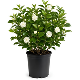 Duke Jasmine Plant Live, 3 Gallon Pot, Low Maintenance Highly Fragrant Shrub for Homeowners, Sturdy Starter for Elegant Floral Displays (No Ship to CA, HI, AK)