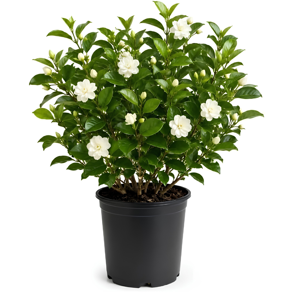 (No Ship to CA,HI,AK) Duke Jasmine Plant Live, 2 Gallon Pot, Low Maintenance Highly Fragrant Shrub for Homeowners, Sturdy Starter for Elegant Floral Displays