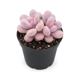 Live Succulent Plant, Pachyphytum Oviferum Pink Moonstone Plant, 2" Pot, Easy to Care Drought Tolerant Décor, Low Maintenance Compact Succulent