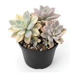 Live Succulent Plant, Variegated Ghost in 4 Inch Pot, Vigorous Graptopetalum Paraguayense Plant, Sturdy Low Maintenance Pet-Friendly Decor for Desks & Windowsills