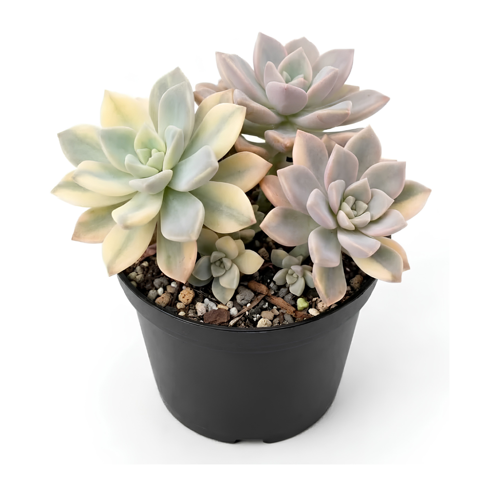 Live Succulent Plant, Variegated Ghost in 4 Inch Pot, Vigorous Graptopetalum Paraguayense Plant, Sturdy Low Maintenance Pet-Friendly Decor for Desks & Windowsills