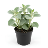 Peperomia Incana Plant, 4 Inch Pot, Stunning Fuzzy Indoor Plant for Home Décor, Robust Pet-Friendly Houseplant with Unique Thick Leaves