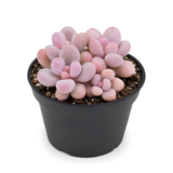 Pink Moonstone Succulent, 2 Inch Pot, Vigorous Pachyphytum Oviferum with Chubby Pastel Pink Leaves, Sturdy Low Maintenance Plant for Indoor Desks & Bright Windowsills