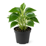 Raindrop Chinese Money Plant, 4" Pot, Stunning Indoor Plant for Home Décor, Robust Pet-Safe Houseplant with Unique Teardrop Leaves, Sturdy Upright Growth