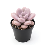 Succulent Plant Live, Pink Moonstone Succulent, 2" Potted Pachyphytum Oviferum, High-Vigor Low Maintenance Houseplant